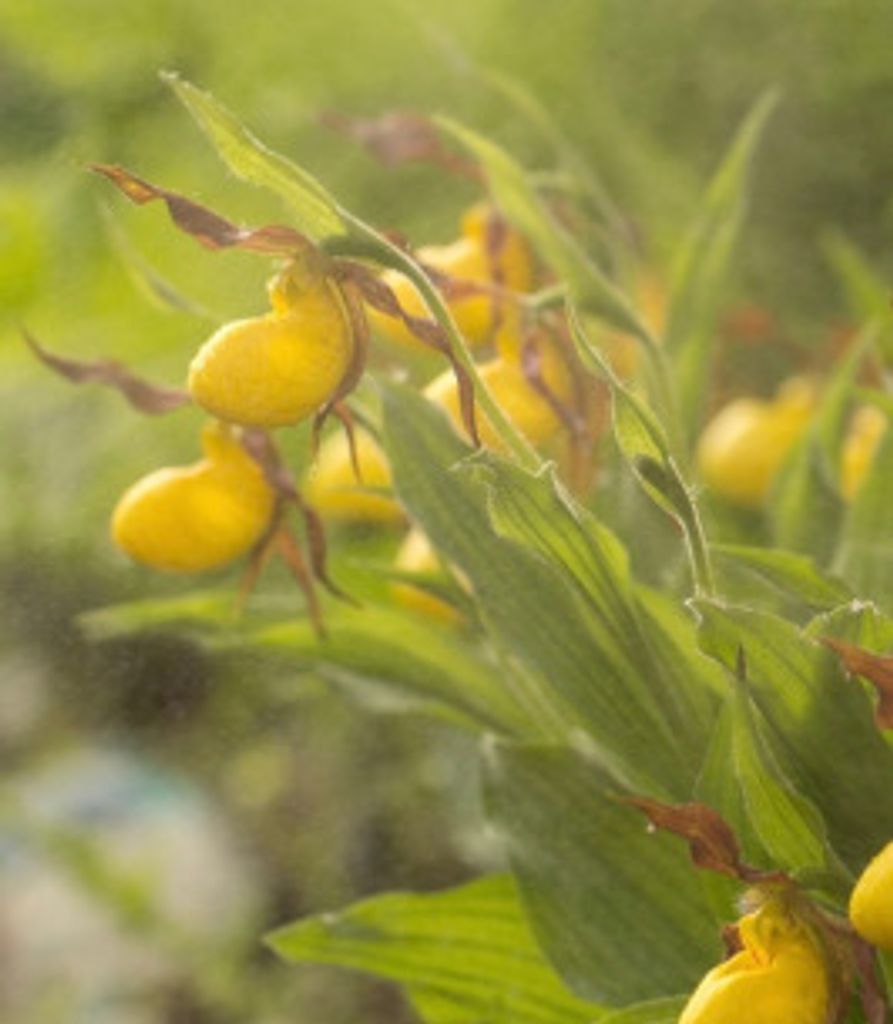 May Parkin Profile Photo