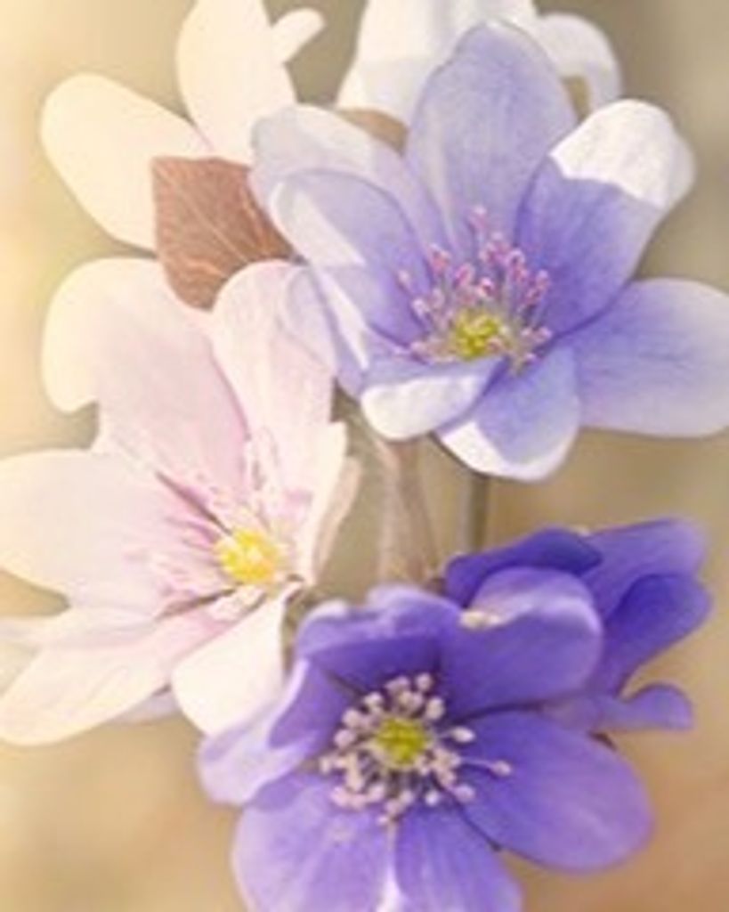Barbara J. Gilliland