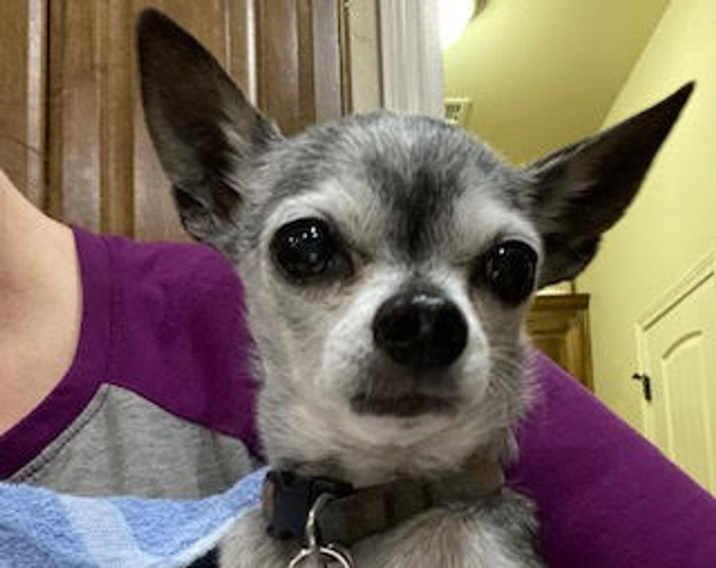 Bevo Profile Photo