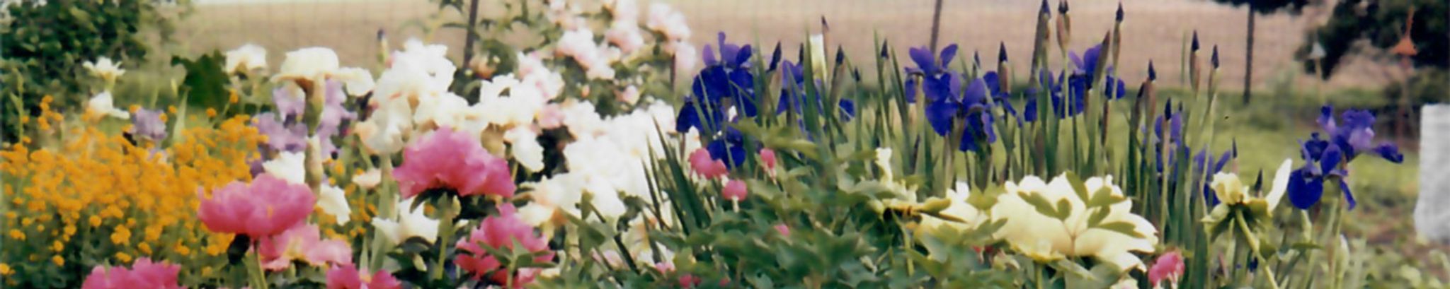 Cover photo for Catherine Grace Shaull's Obituary
