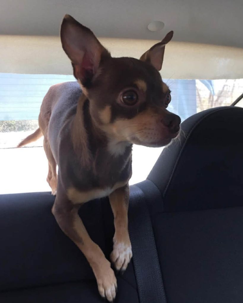 Chomper "Bean" Rice Profile Photo
