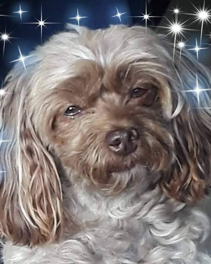 Chewy Suedkamp Profile Photo