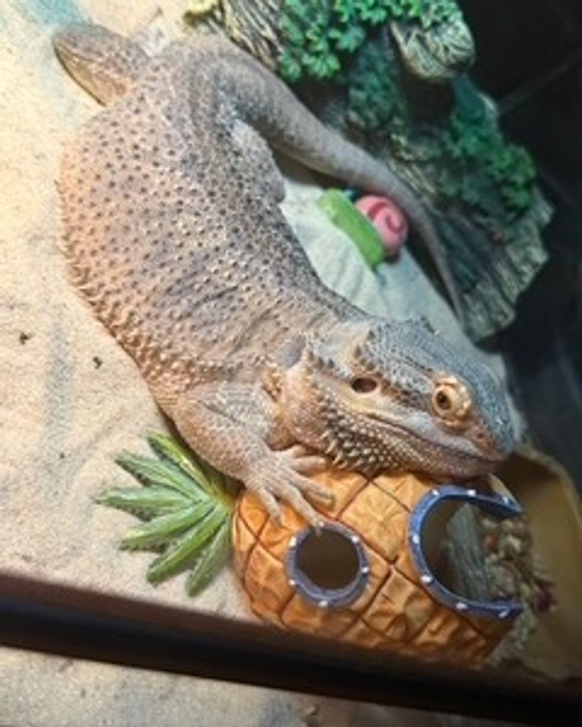 Tofu Wood Profile Photo