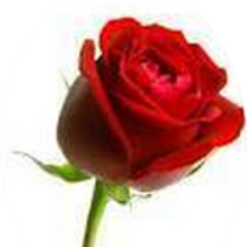 Rose M Nelson