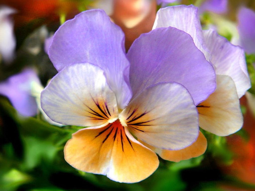 Eleanor Locke Donaldson Profile Photo