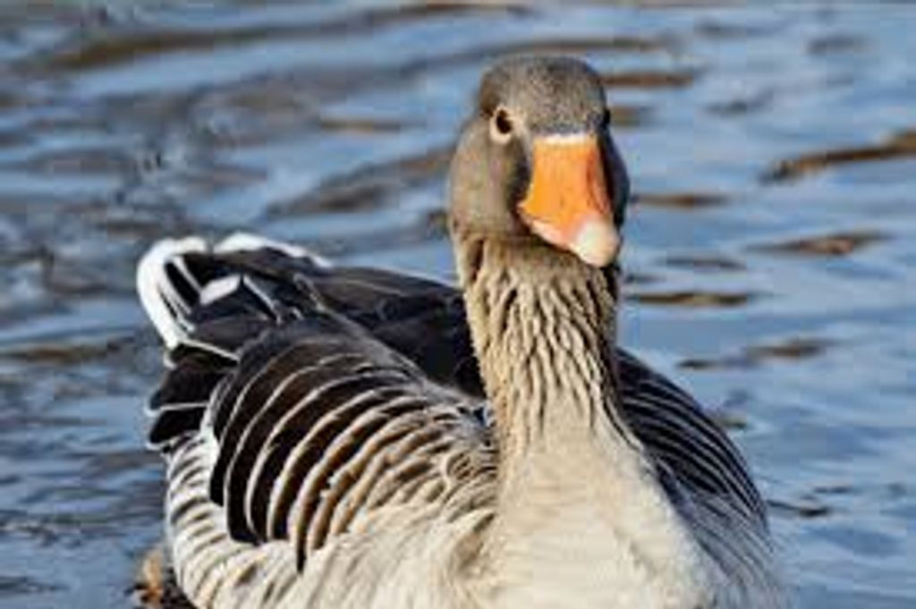 Paul Hobkins Larrimore Profile Photo