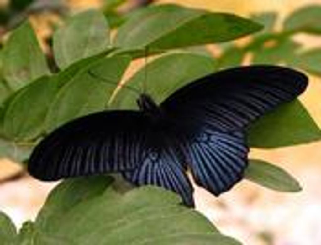 Gladys B Price Profile Photo