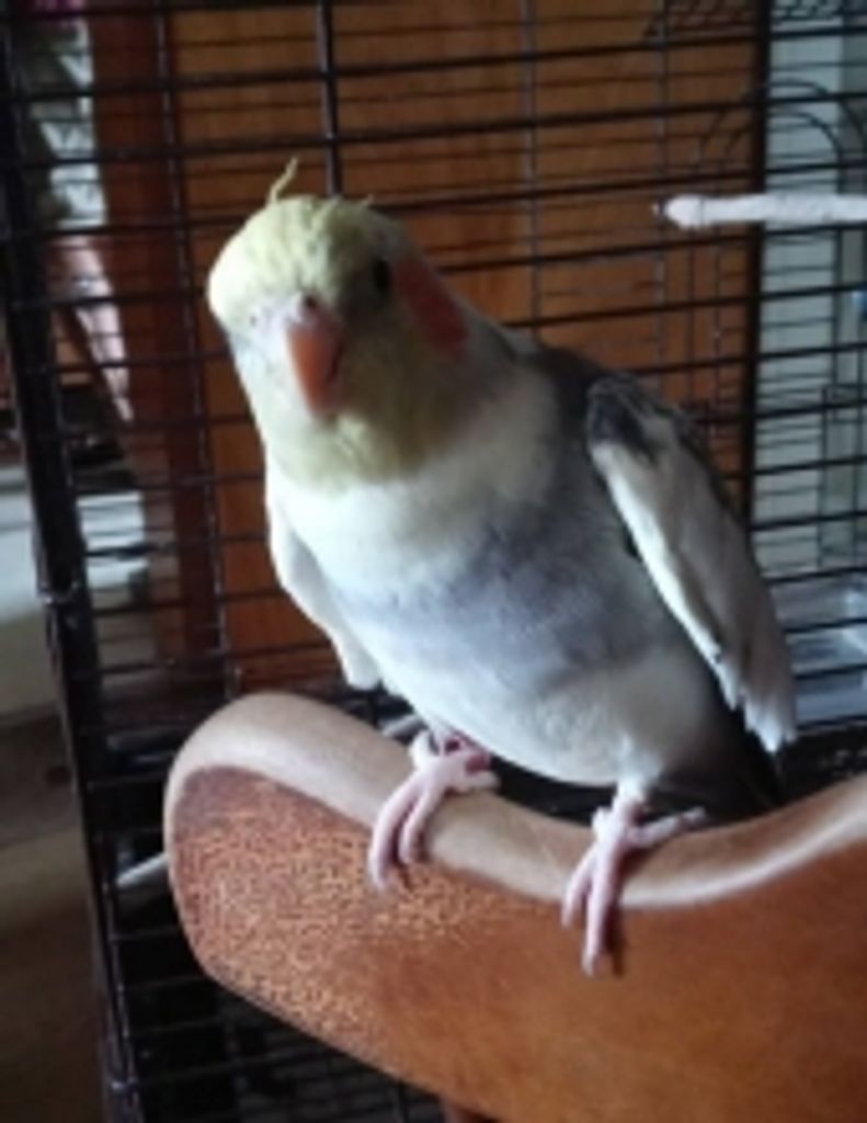 John Christopher Shiko