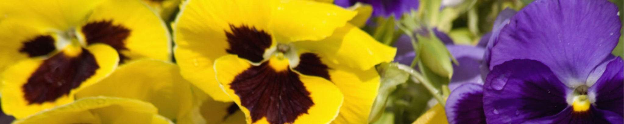 Cover photo for Mary Kathleen (Kathy) Miller's Obituary