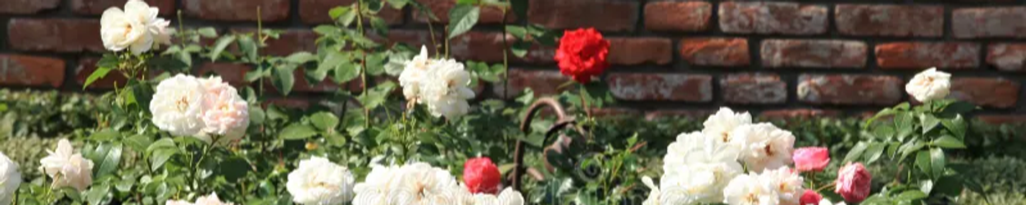 Cover photo for Sirimas Sirisuth Snyder's Obituary
