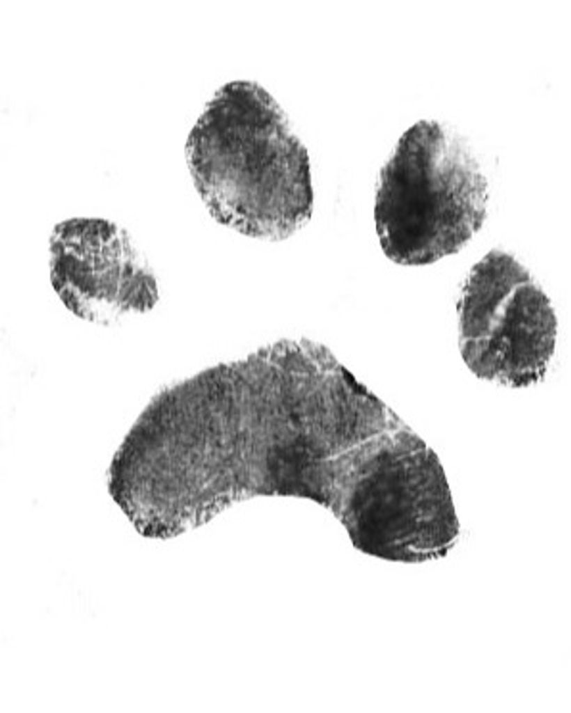 Tiger Rigney Profile Photo