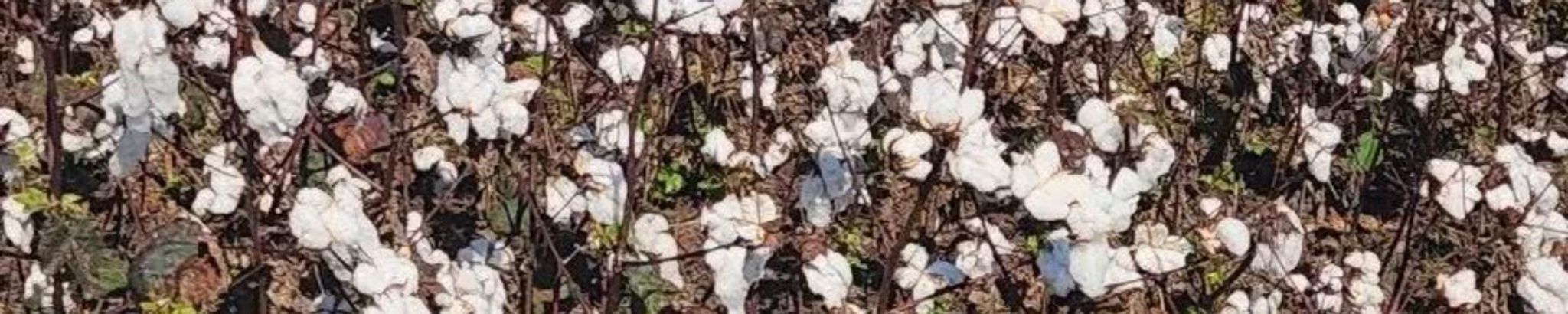 Cover for Lois Goad Conroy's Obituary