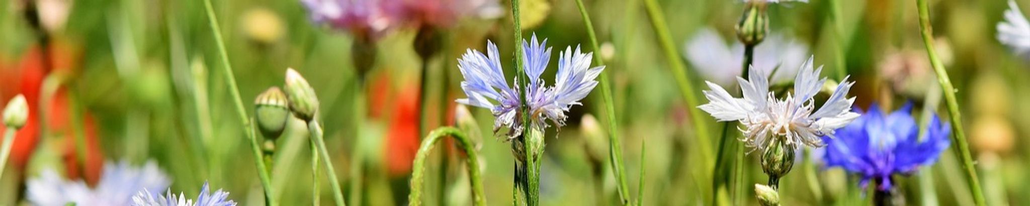 Cover for Imogene Mccallum Hutchison's Obituary