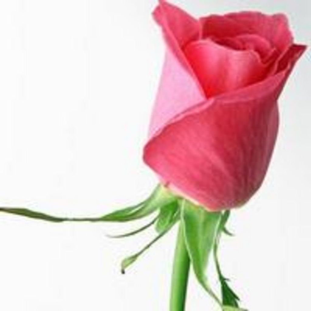 Geraldine Bell Profile Photo