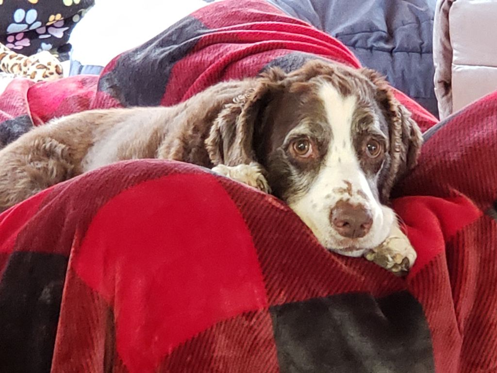 Charlie Boy Profile Photo