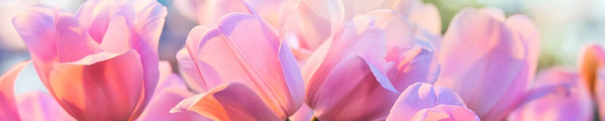 Cover for Rosa Elizabeth Coleman's Obituary