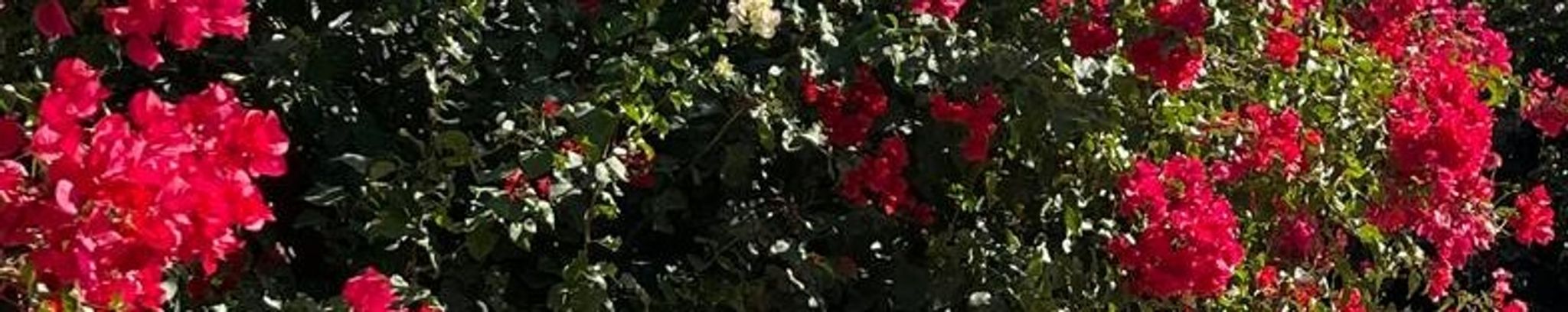 Cover photo for Bertha E. Monreal's Obituary