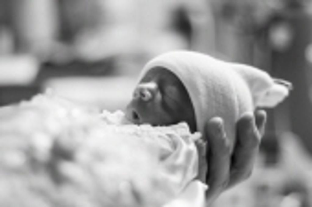 Infant Holland Iris Ray