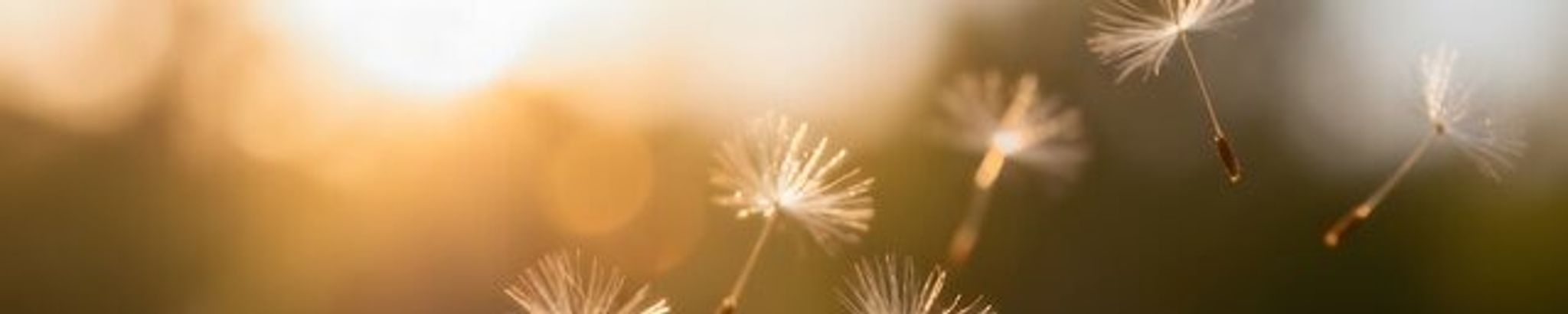 Cover for Raquel Meza's Obituary