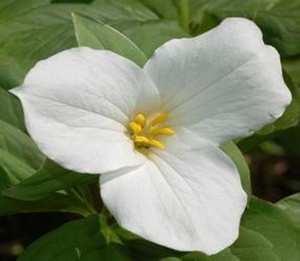 Catherine Ansani Profile Photo