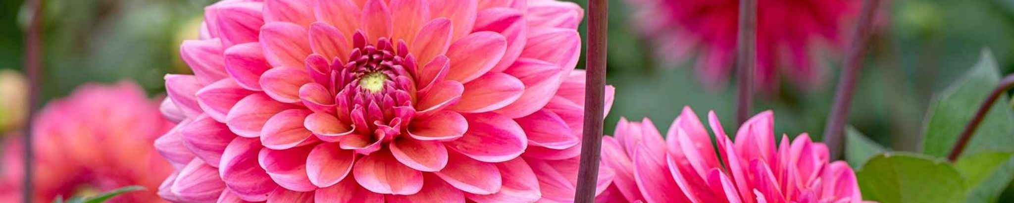 Cover photo for Dahlia Neelo Noel Hunt's Obituary