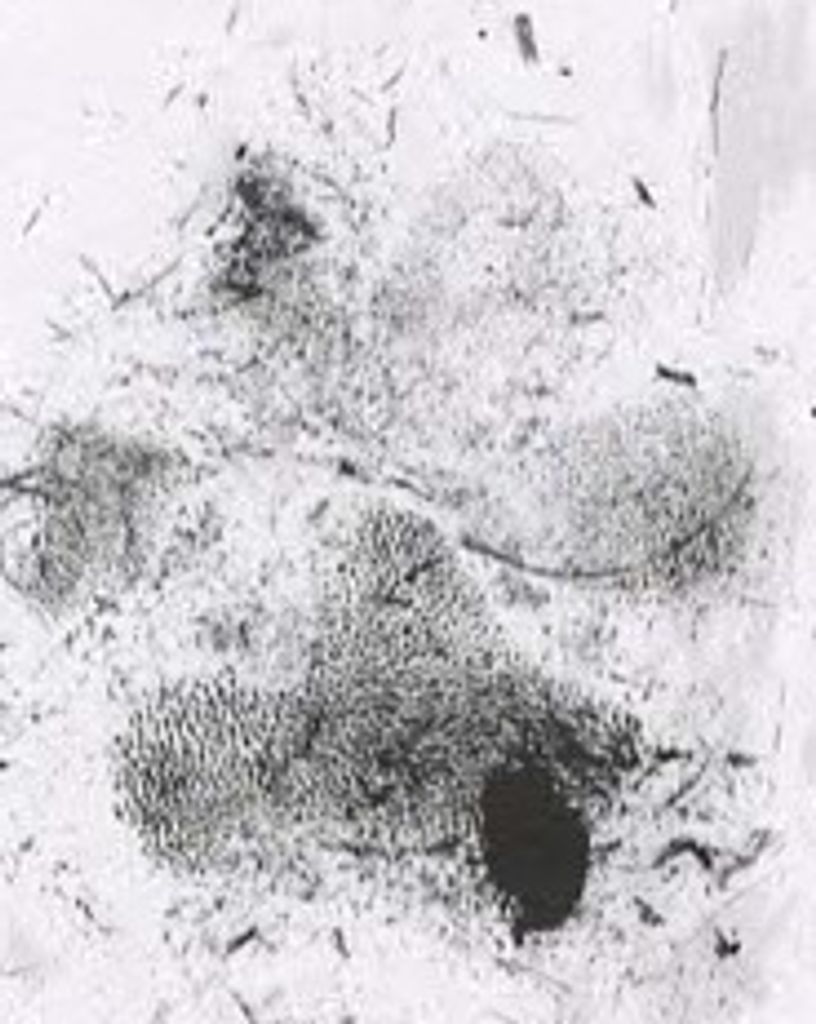 Chester Calderon Profile Photo