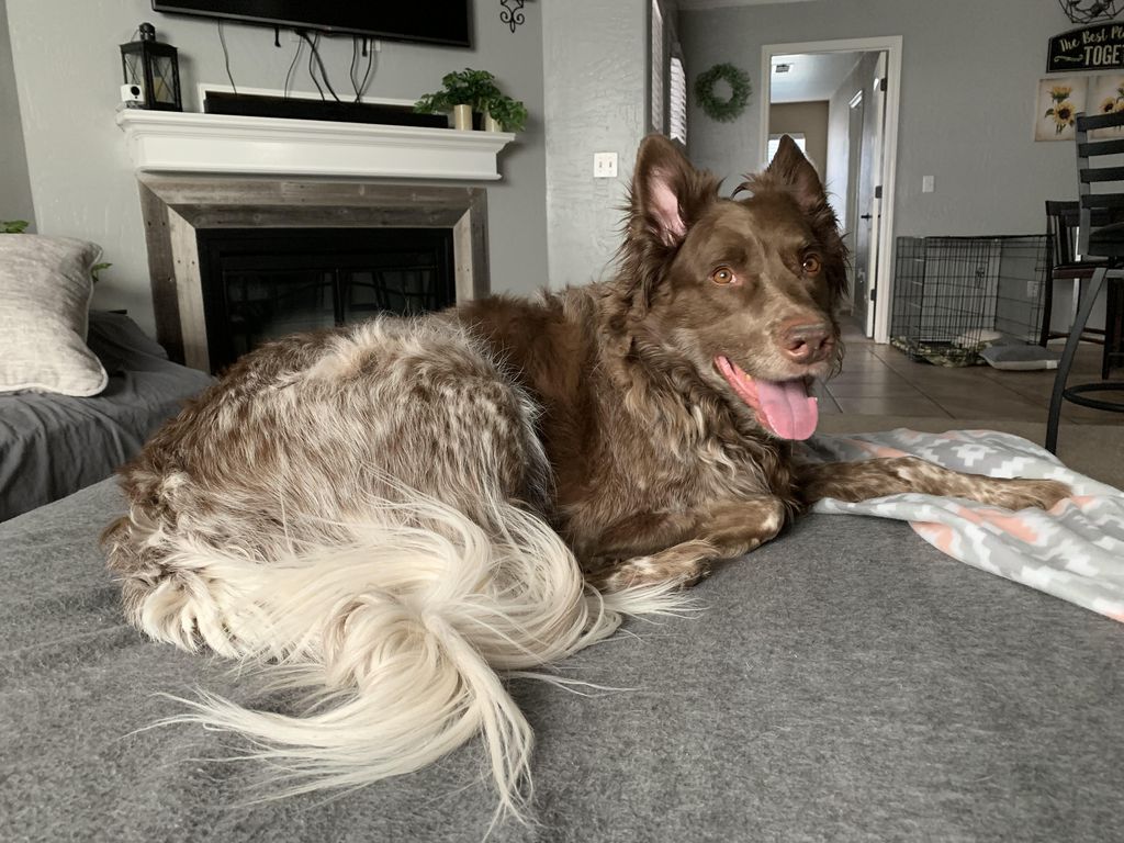 Gizmo Profile Photo
