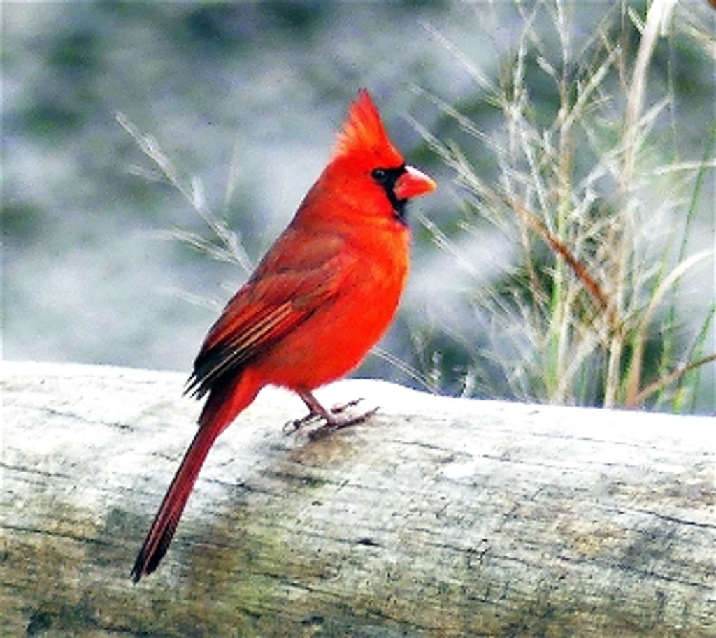 Jacob Michael Gesualdo Profile Photo