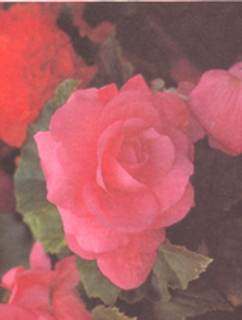 Rosalind Moore