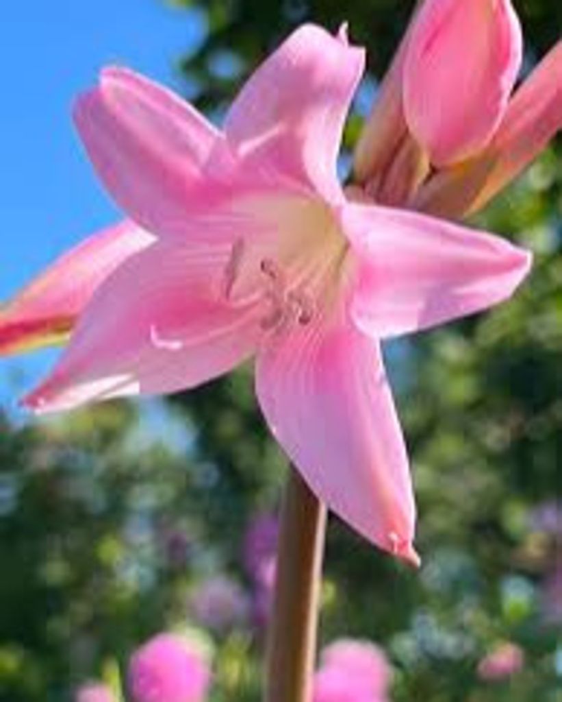 Beulah Mae Young Maddox