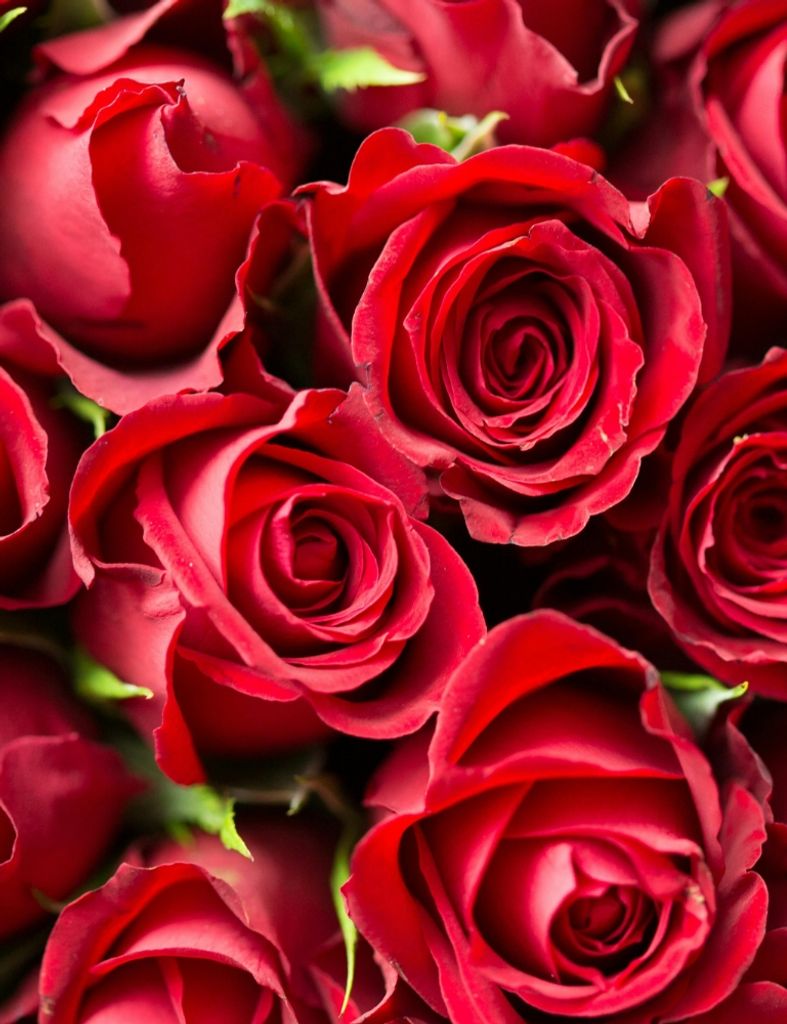 Betty Swann Royster Profile Photo