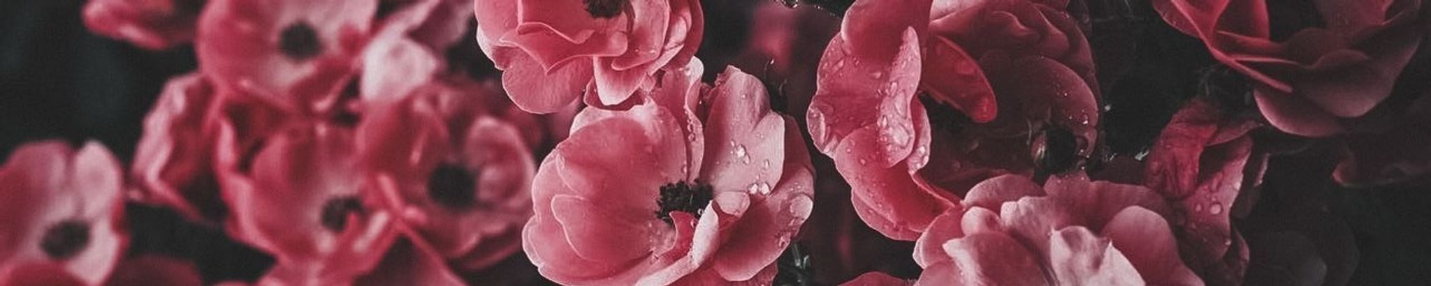 Cover for Patricia Palumbo's Obituary