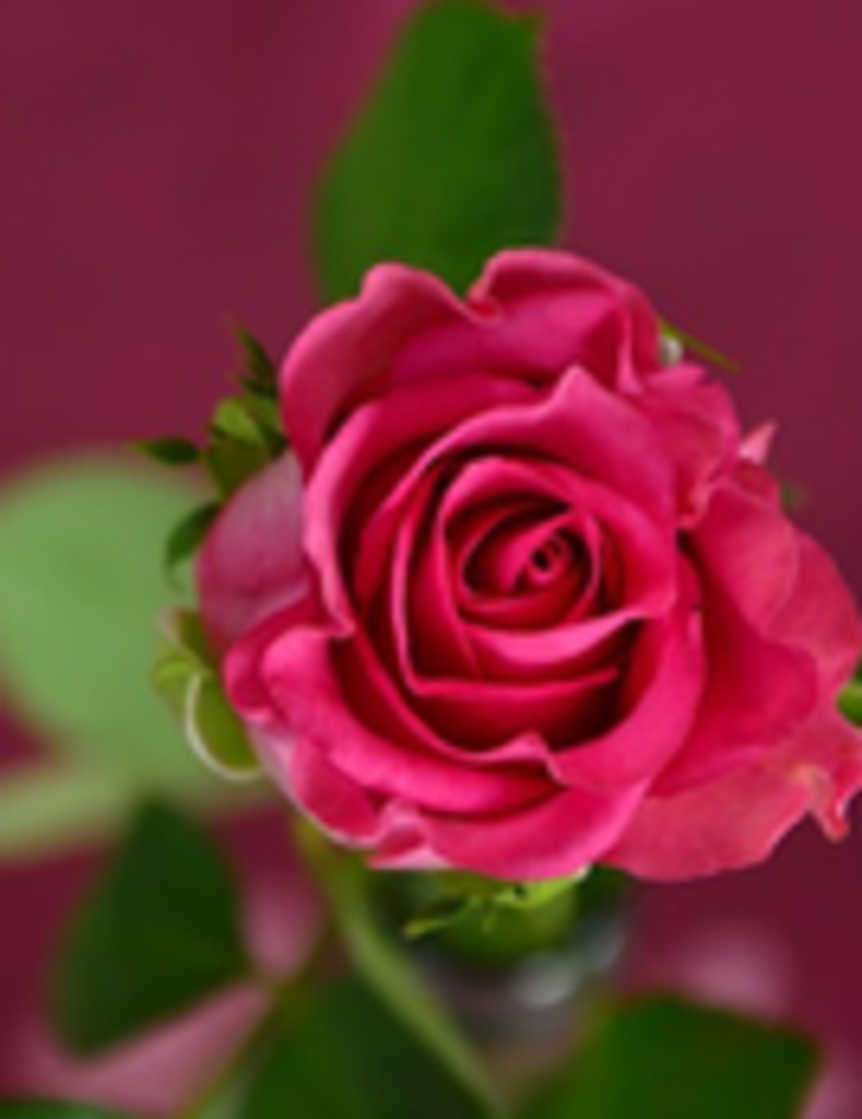 Connie Joyce (Jacobs) Lee