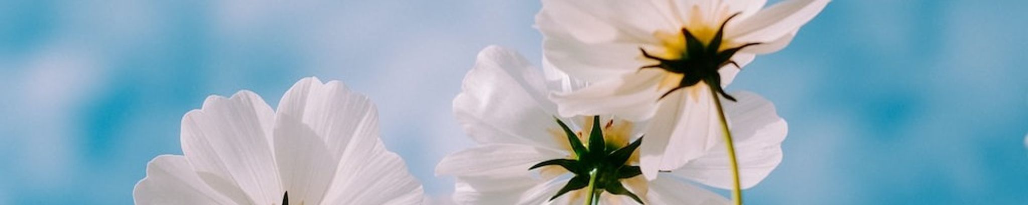 Cover photo for Hilcia Berberena-Reyes's Obituary