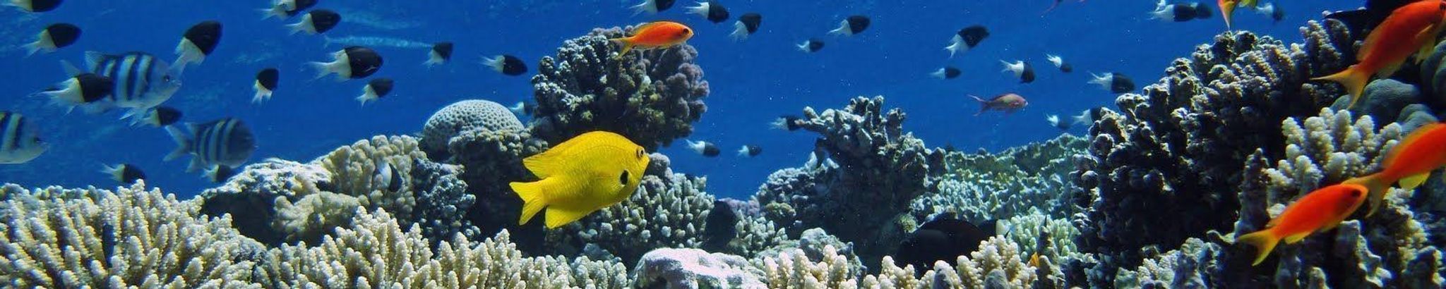 Cover for Dawn-el Jean Irvine's Obituary