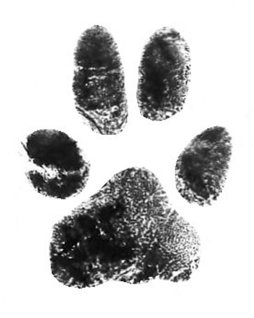 Duke Peace Profile Photo