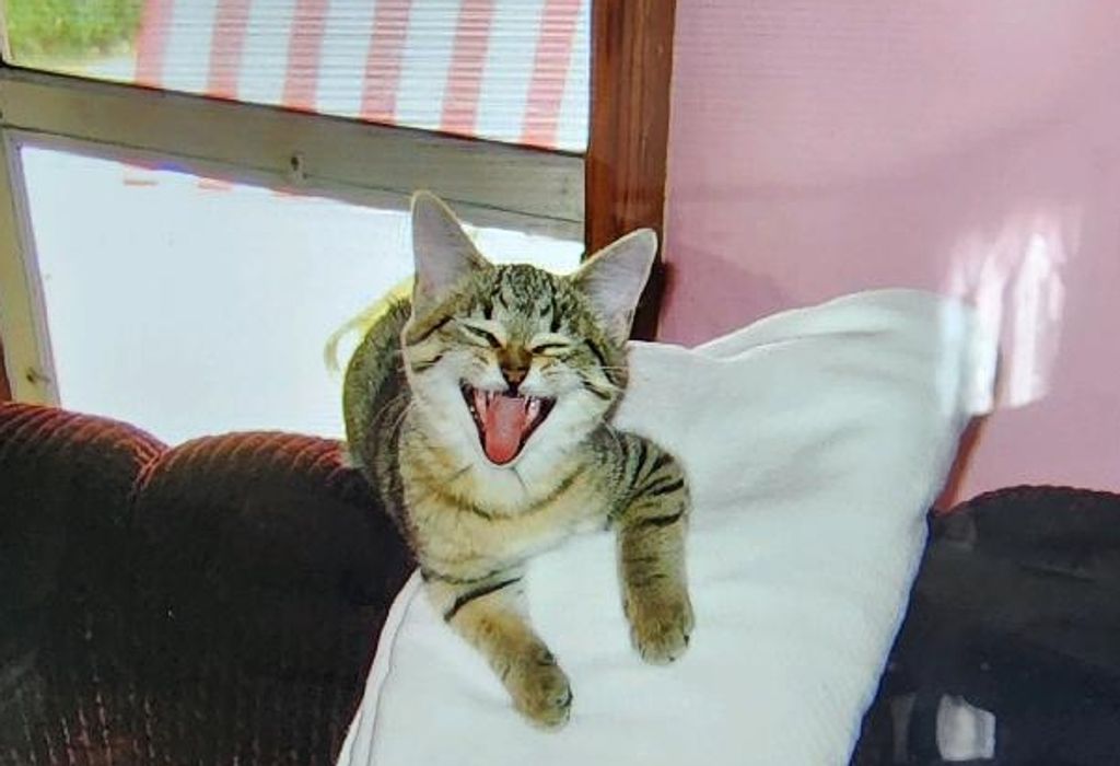 Kitty Kat Sansone Profile Photo