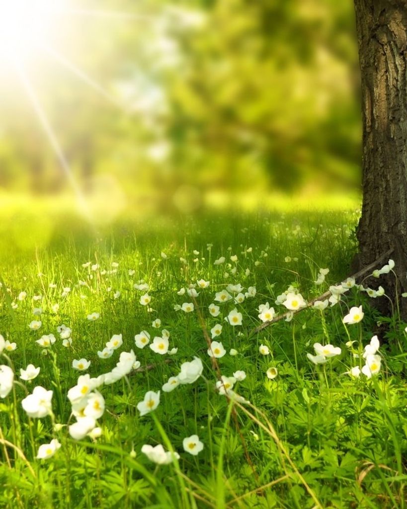 Lisa Lynn Hayes Profile Photo