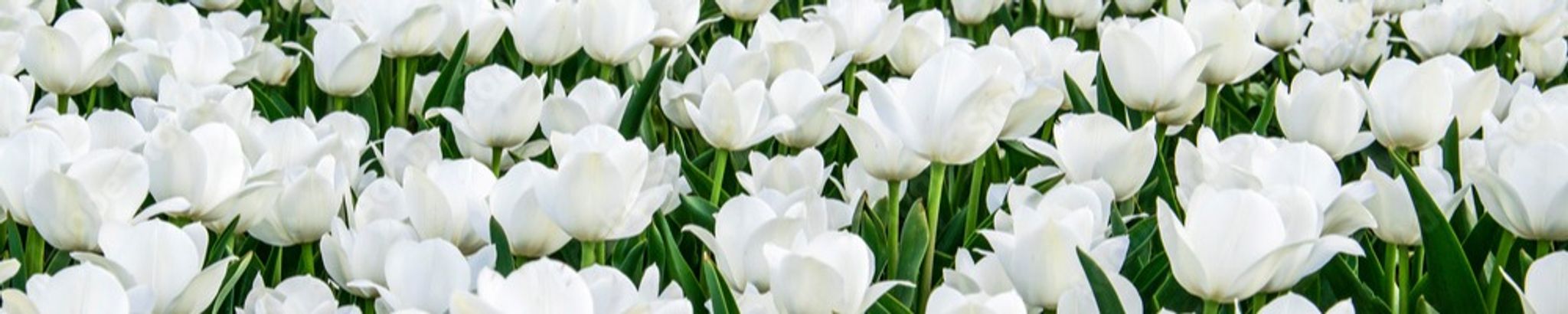 Cover photo for Sandra Gene Cordova's Obituary