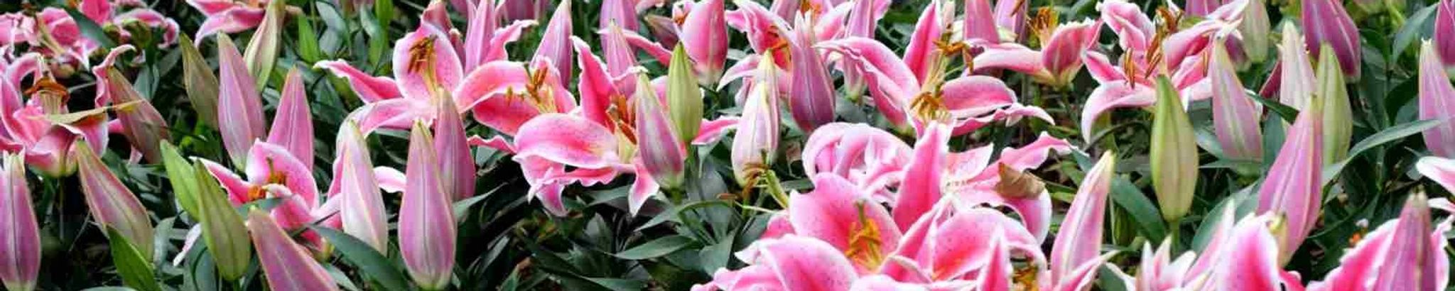 Cover for Julia Lynn Erickson's Obituary