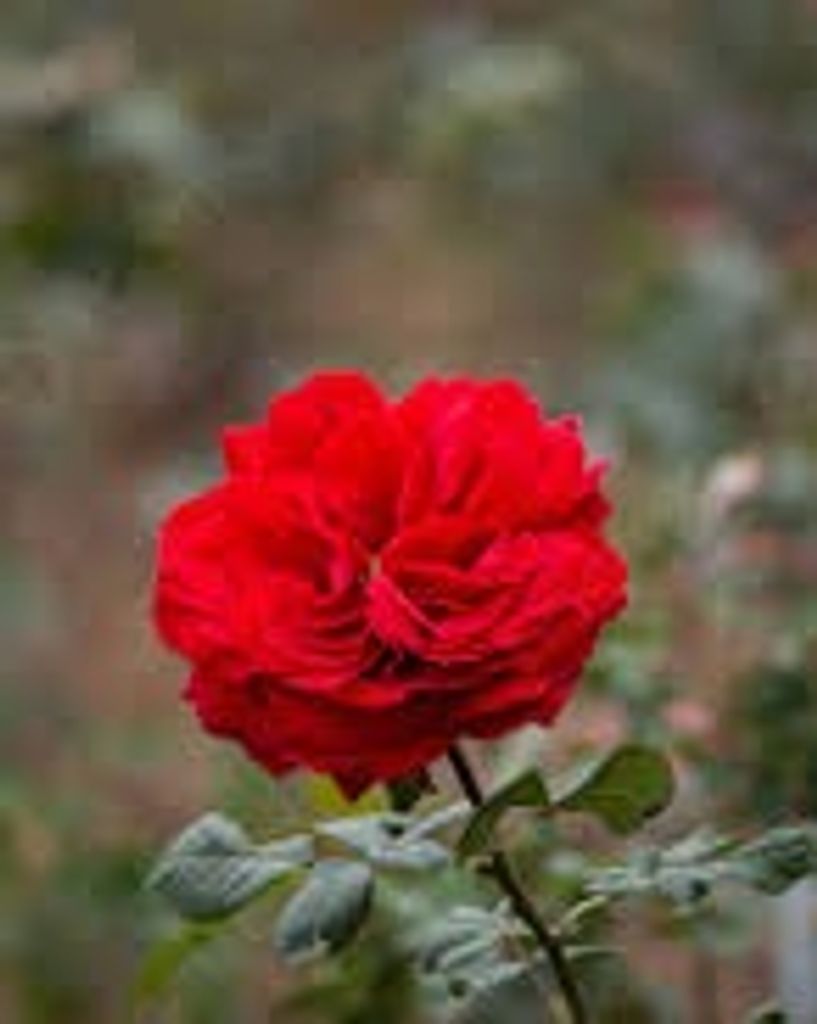 Sharon E. Hays
