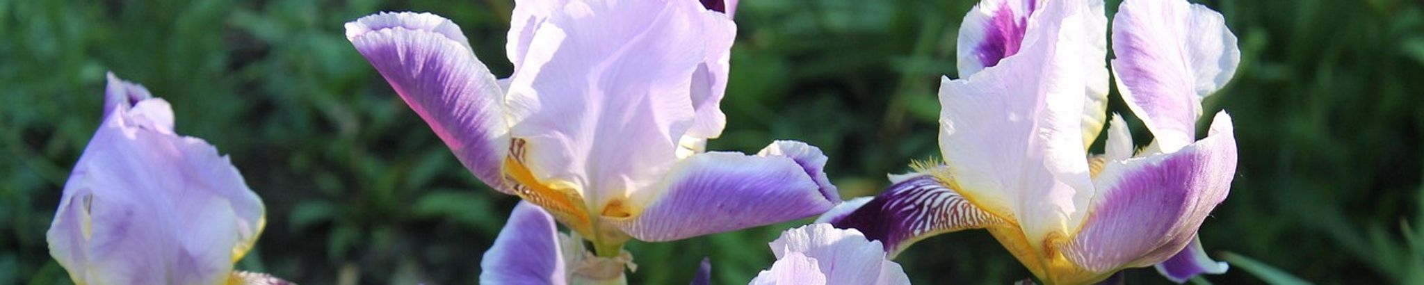 Cover for Ada Iris Rivera's Obituary