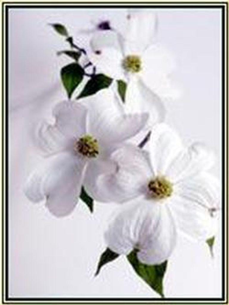 Joann C. May Profile Photo