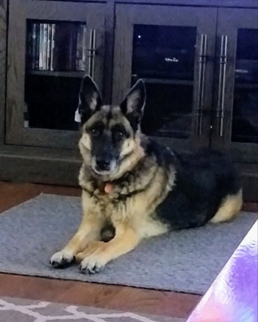 Shasta Derenna