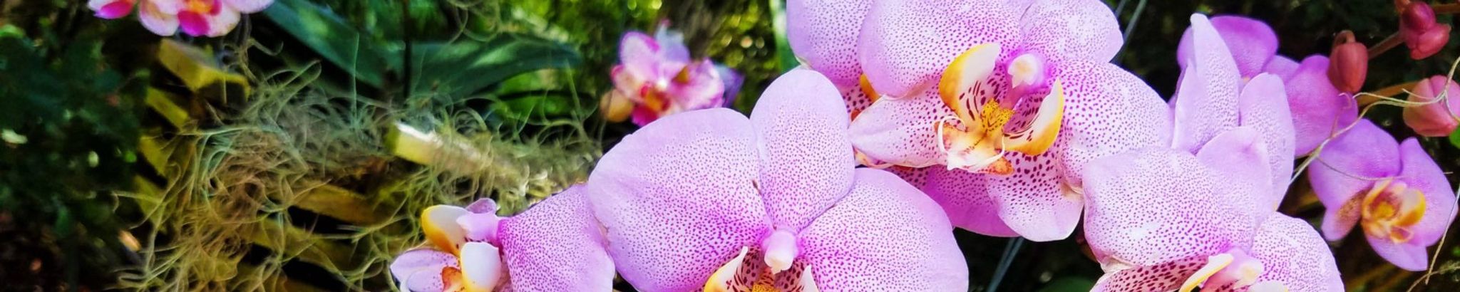 Cover photo for Margaret A. "Peggy" Pearsall's Obituary