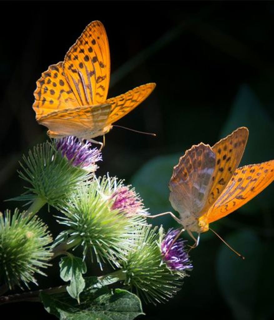 Nancy Ellen Carlton Profile Photo
