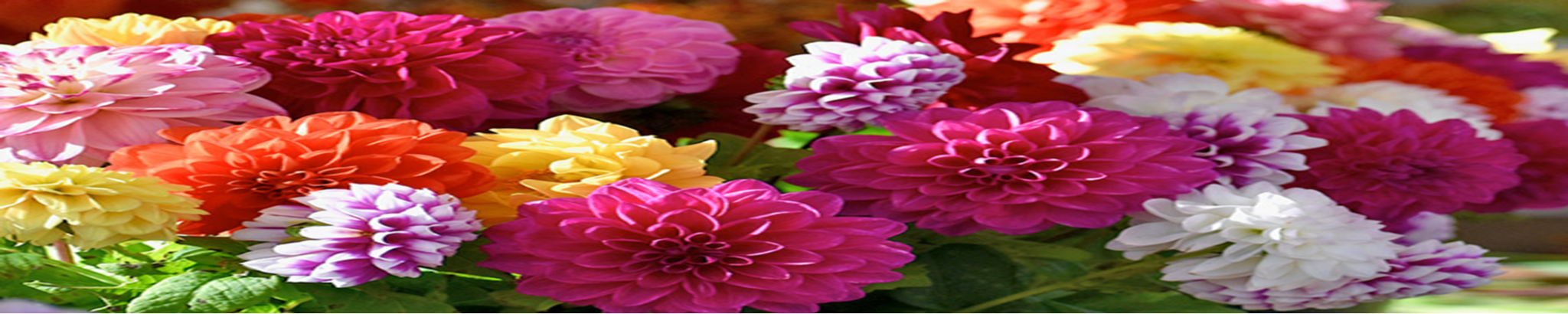 Cover photo for Karen Louise Joseph's Obituary