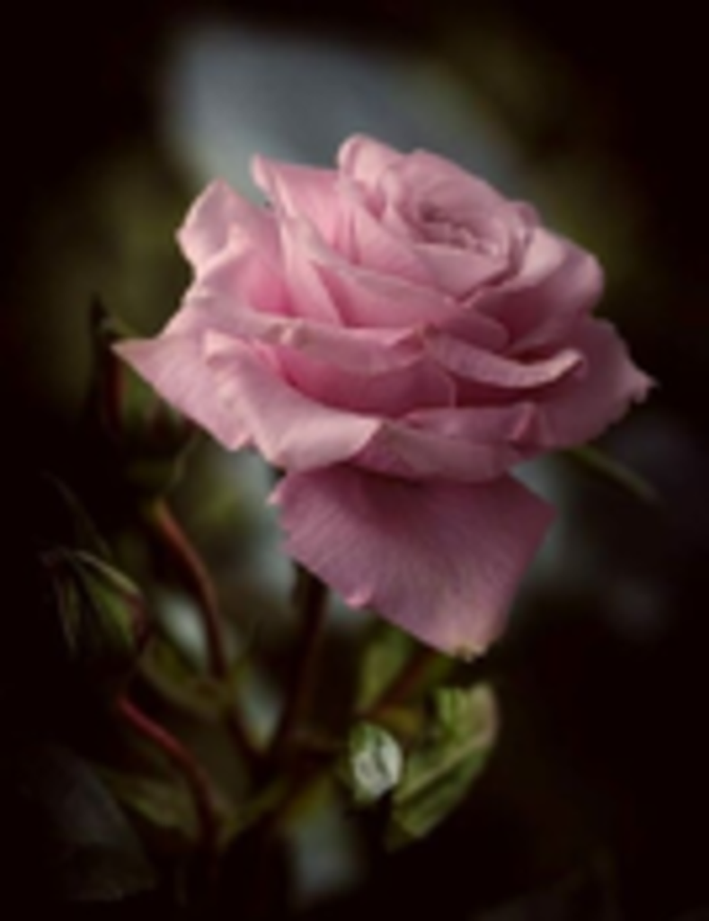 Peggy Ann (Williams) Jones