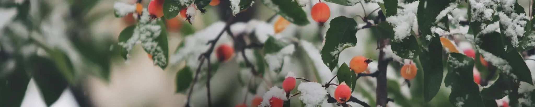Cover photo for Dolores Karolus's Obituary