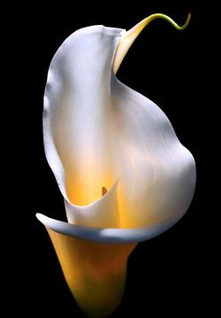 Winter Victoria Swanson Profile Photo